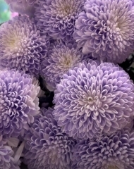 Хризантема Супербоул Лавандер