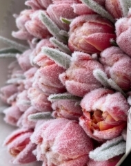 Тюльпан заснеженный Ред Сноу