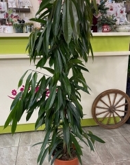 Фикус Али