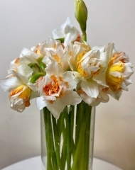 Нарцисс Гераниум 