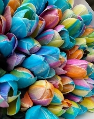 Тюльпан радужный Рэйнбоу (крашенный)