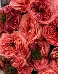 Роза Мандарин пионовидная