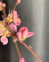 Цветущая ветка сливы