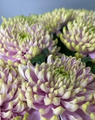 Хризантема Россано Шарлотт