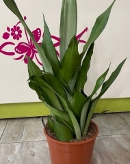 Сансевиерия Муншайн