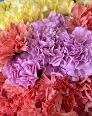  Гвоздика в ассортименте