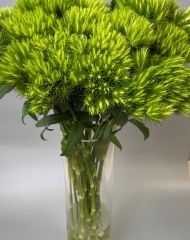 Гвоздика Киви