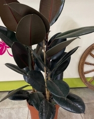 Фикус Эластика