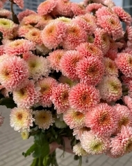 Хризантема Сантини Ферри Дасти Ред