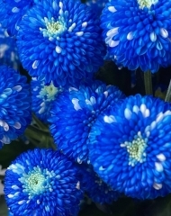 Хризантема Мозаик Блю
