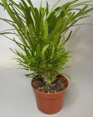 Пахиподиум