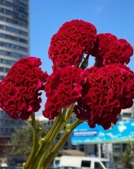  Целозия
