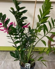 Замиокулькас (долларовое дерево)