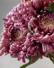 Хризантема Бислет Ред