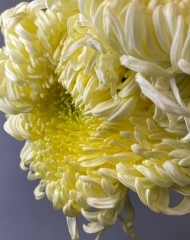 Хризантема Виенна Крем XXL