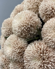 Хризантема Дасти Кафе