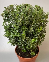 Мирсина (разновидность мирта) 