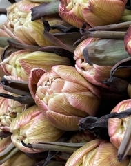 Тюльпан Даббл Брауни (крашенный) пионовидный