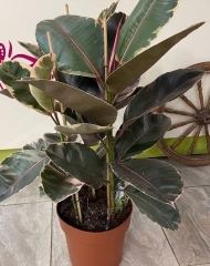 Фикус Белиз