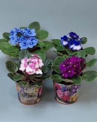 Фиалка микс