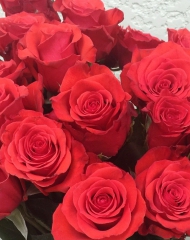 Роза Nina (Нина)