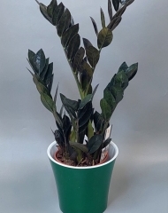 Замиокулькас (долларовое дерево)