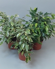 Фикус Наташа 