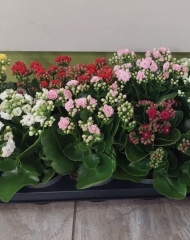 Каланхоэ Каландива микс 