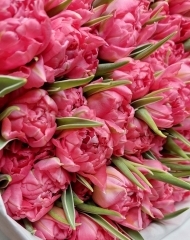 Тюльпан Флэшпоинт пионовидный