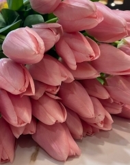 Тюльпан Сальмон десерт