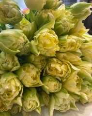 Тюльпан Авангард пионовидный