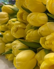 Тюльпан Свит Лемон пионовидный 