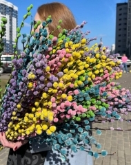 Верба, цветущая ветка