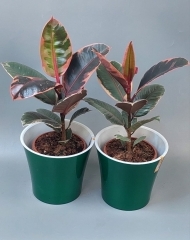 Фикус Белиз