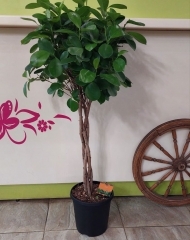 Фикус Микрокарпа Моклейм (Мокламе)