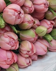 Тюльпан Сальмон Этчед пионовидный