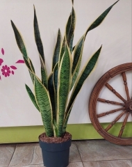 Сансевиерия 
