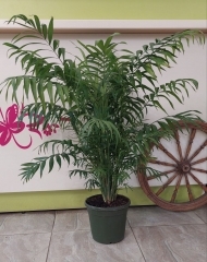 Хамедорея (h87/d21)