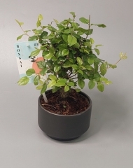 Бонсай Сагереция чайная или чайное дерево