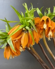 Фритиллярия (Рябчик)