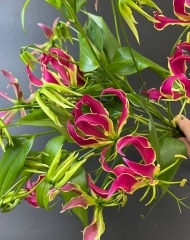 Глориоза в ассортименте