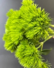 Гвоздика Грин трик