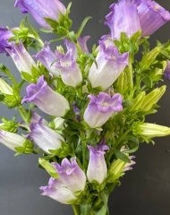 Колокольчик