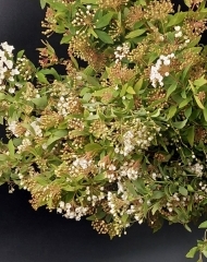 Спирея, ветка