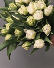 Тюльпан Норд Кэп пионовидный 