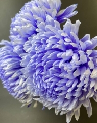 Хризантема Магнум в ассортименте