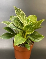 Филодендрон