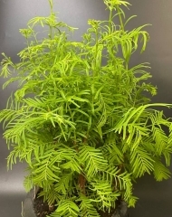 Бонсай Метасеквойя в керамическом горшке