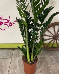 Замиокулькас (долларовое дерево) (d21)