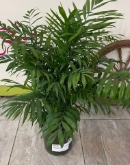 Хамедорея (h83/d23)